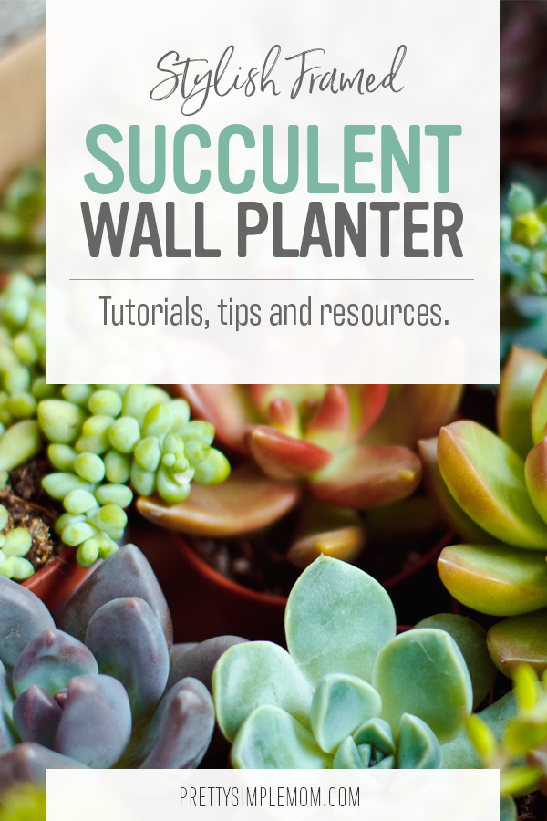 succulent wall planter
